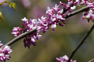 Cercis siliquastrum   